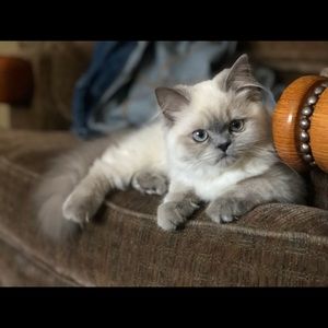 Meet your Posher, Bridgette